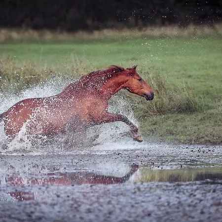 Bed and breakfast Sostgard *